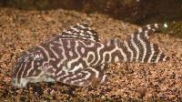 Hypancistrus sp. 'L333'