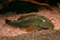 Cochliodon soniae