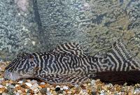 Hypancistrus L-333