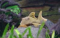Hemiancistrus subviridis