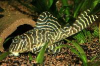 Hypancistrus sp. 'L333'