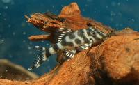 Hypancistrus sp. 'L333'