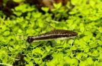 Otocinclus vittatus