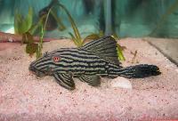 Panaque nigrolineatus