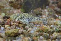 Parotocinclus jumbo