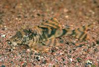 Peckoltia braueri