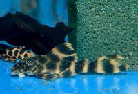Peckoltia sp. 'L387'