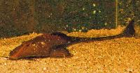 Pseudohemiodon apithanos