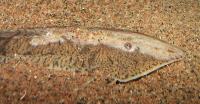 Pseudohemiodon laticeps