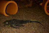 Pseudorinelepis genibarbis