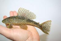 Pterygoplicththys weberi