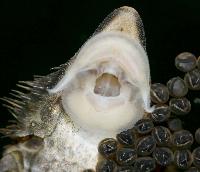 Sturisoma aureum