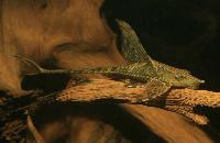 Sturisoma aureum