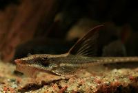 Sturisoma aureum