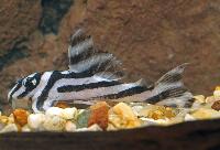 Zebra pleco, L046, L098,