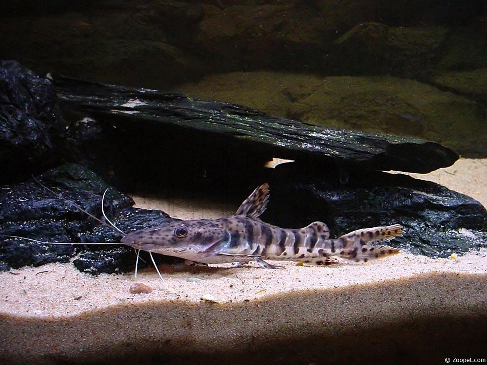Pseudoplatystoma fasciatum