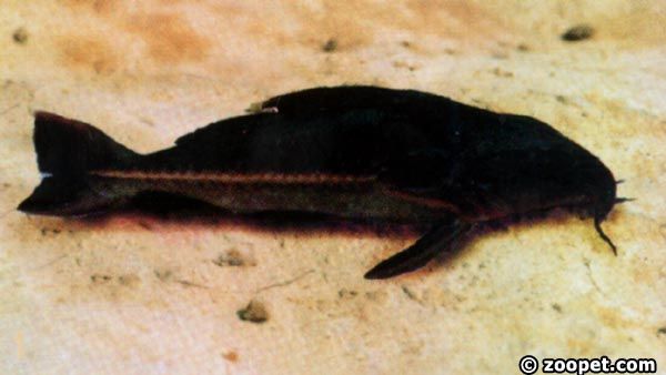 Oxydoras niger
