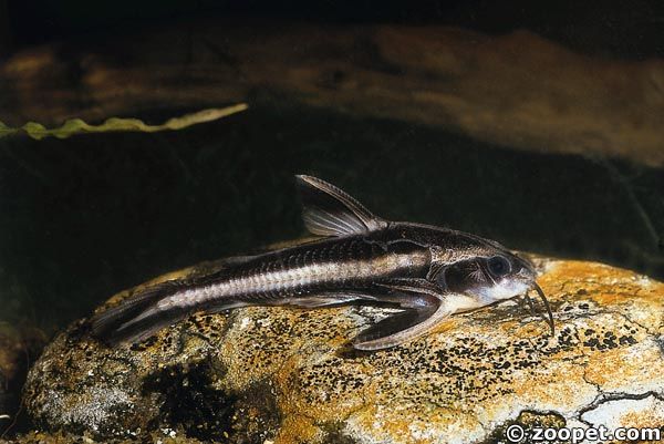 Platydoras costatus