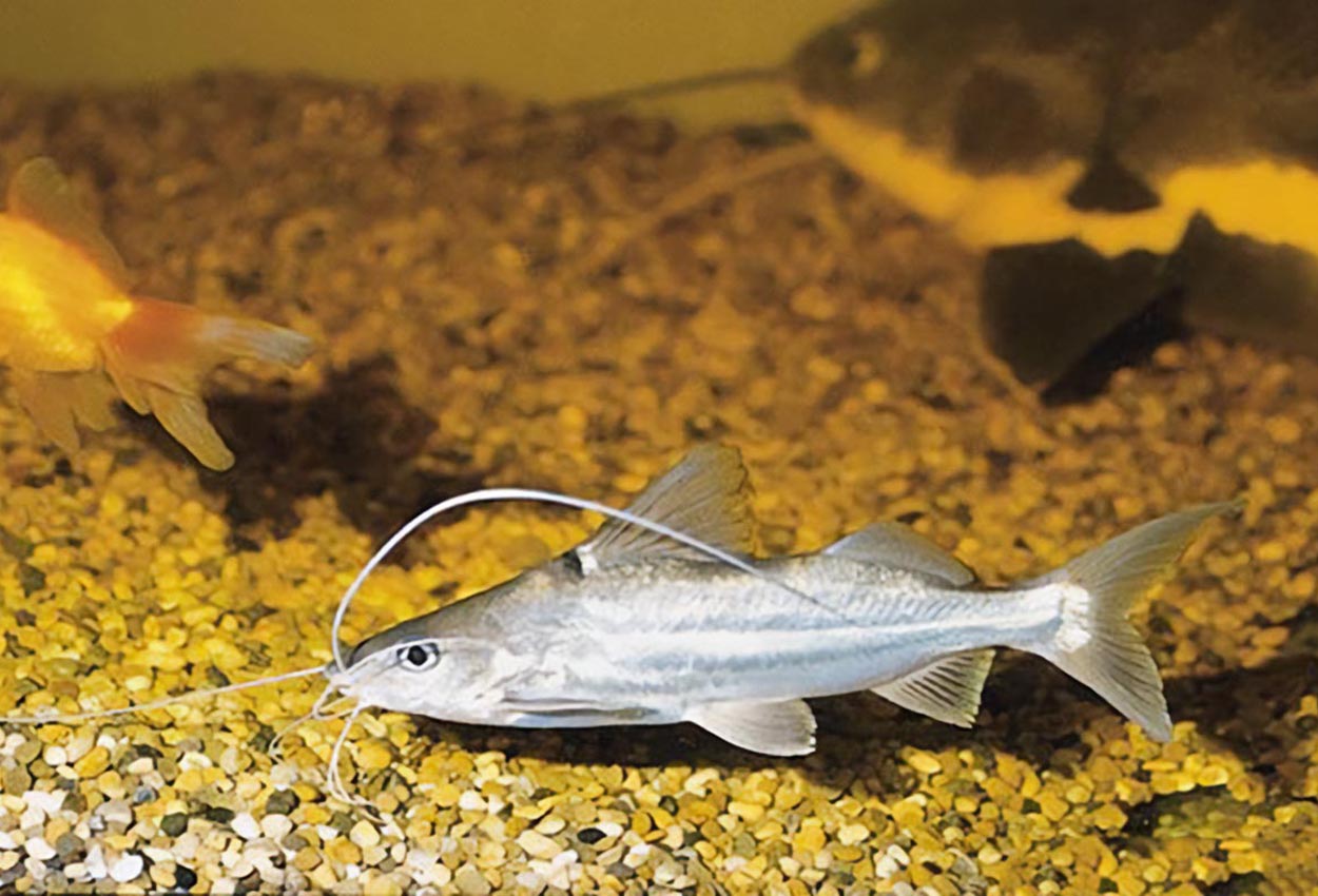 Pimelodus blochi,  Södra Brasilien