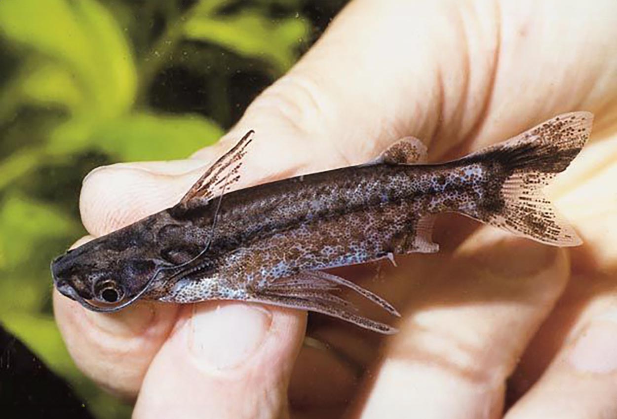 Entomocorus benjamini, Bolivia