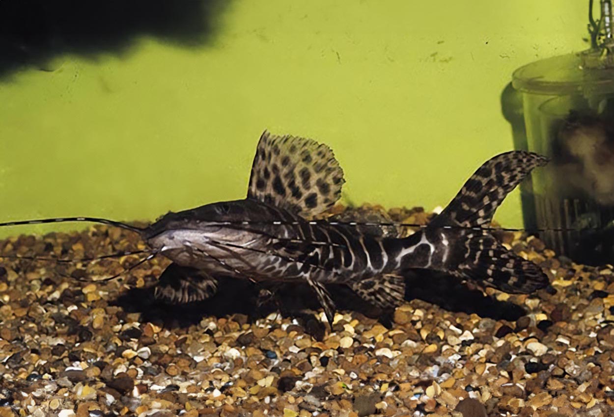 Perrunicthys perruno, Venezuela