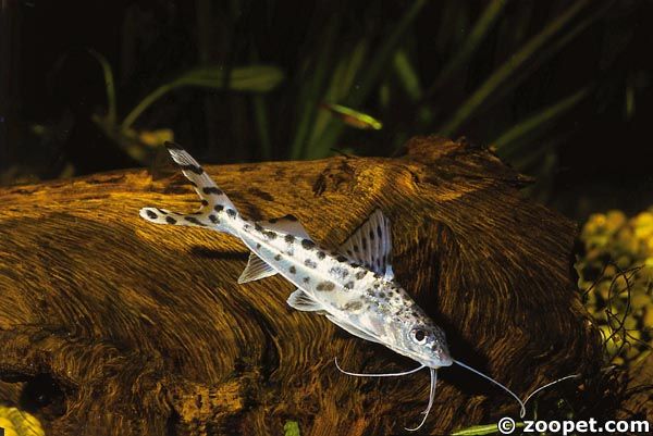 Pimelodus pictus, Amazonas Brasilien