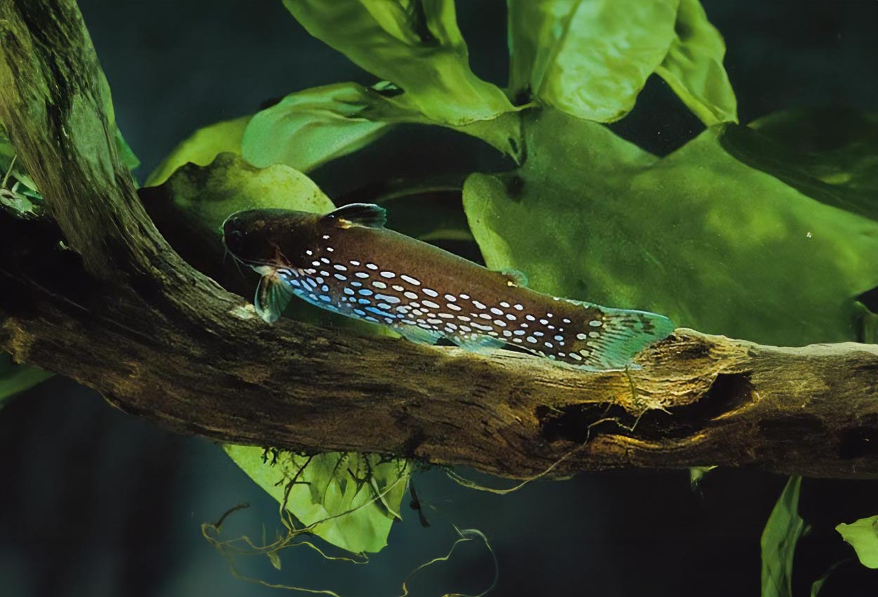 Tatia galaxias, Venezuela