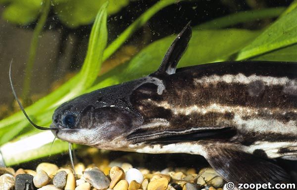 Trachelyopterichthys taeniatus