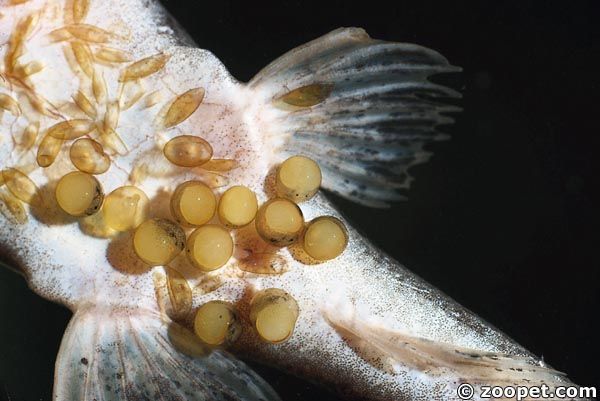 Platystacus cotylephorus