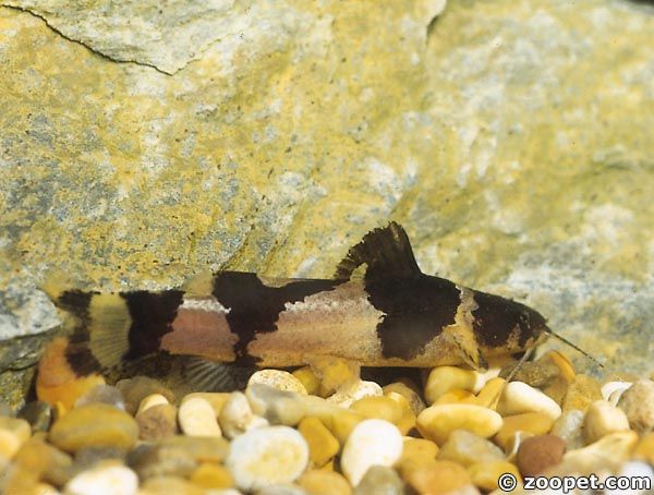 Microglanis iheringi,  Colombia och Venezuela