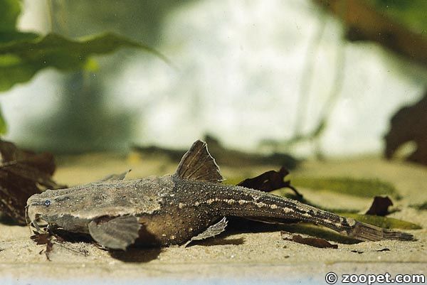 Bunocephalus coracoideus