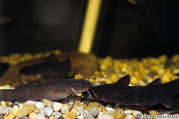 Lophiobagrus cyclurus, Tanganyikasjön