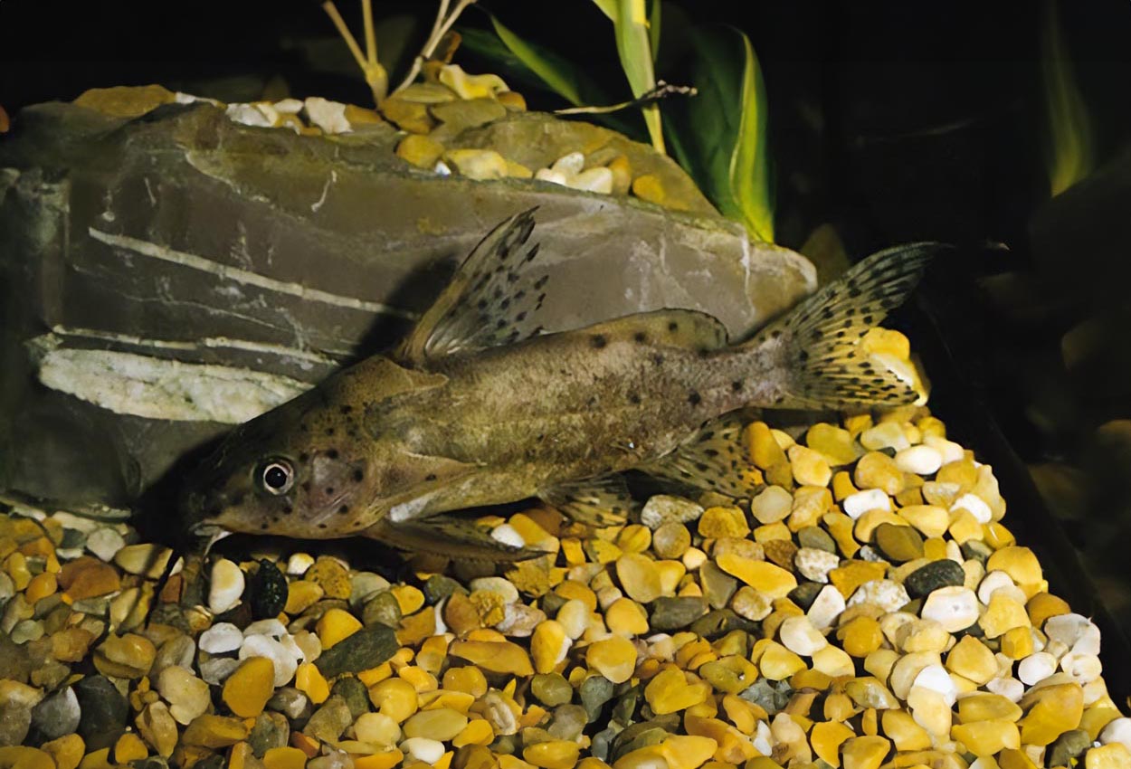 Synodontis robbianus