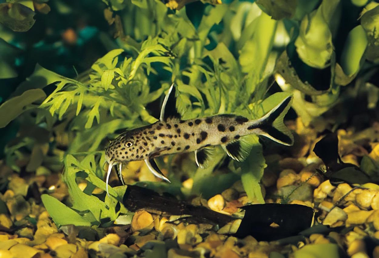 Synodontis petricola, Tanganyikasjön