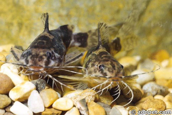 Mochokiella paynei