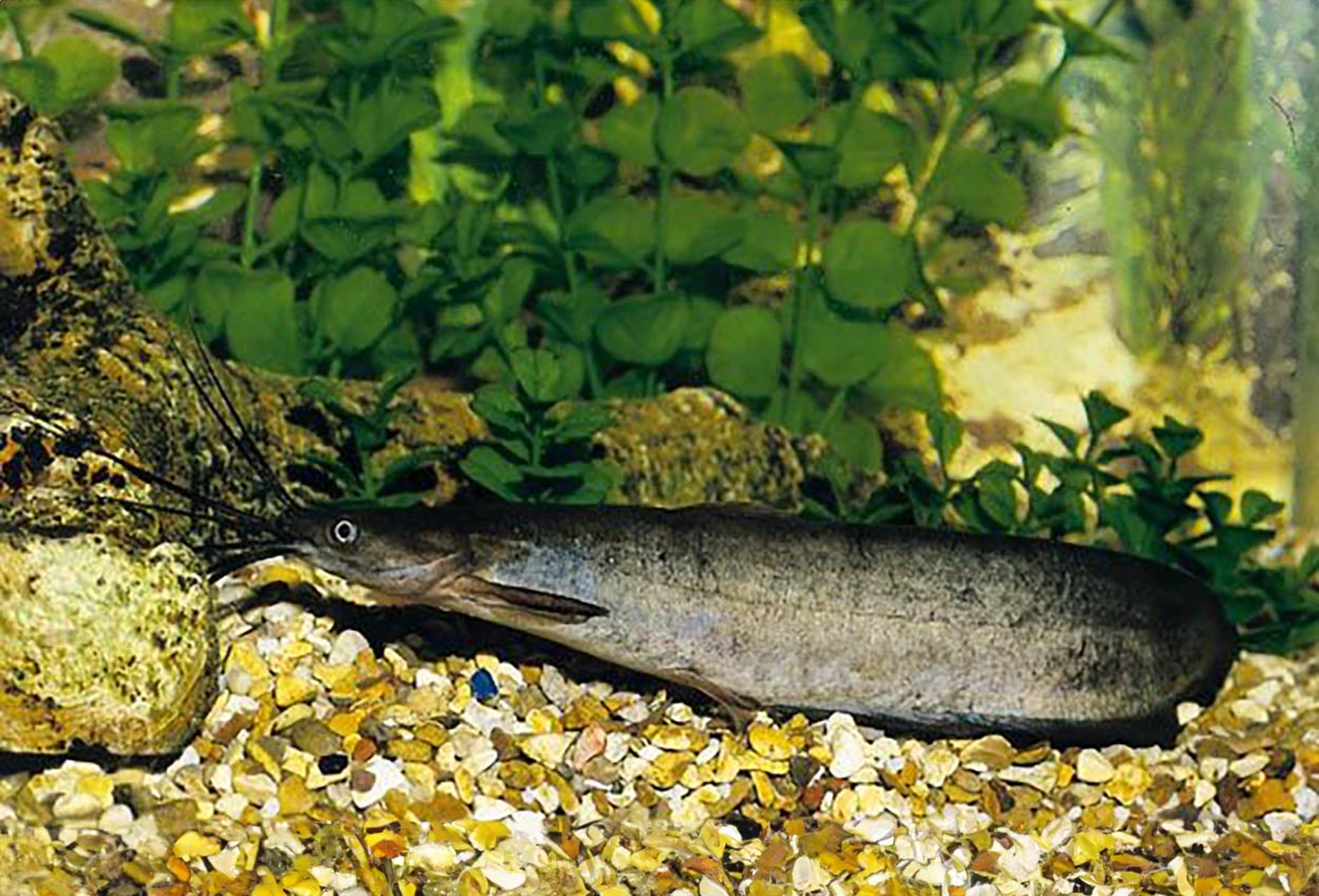 Heteropneustes fossilis