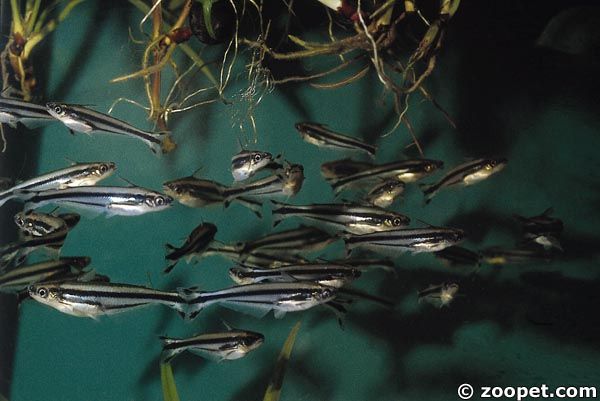 Pareutropius debauwi