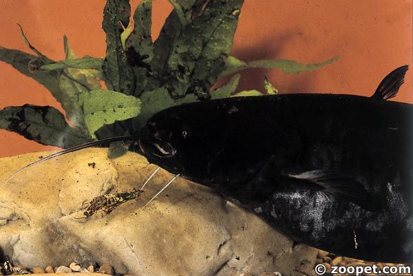 Silurus glanis