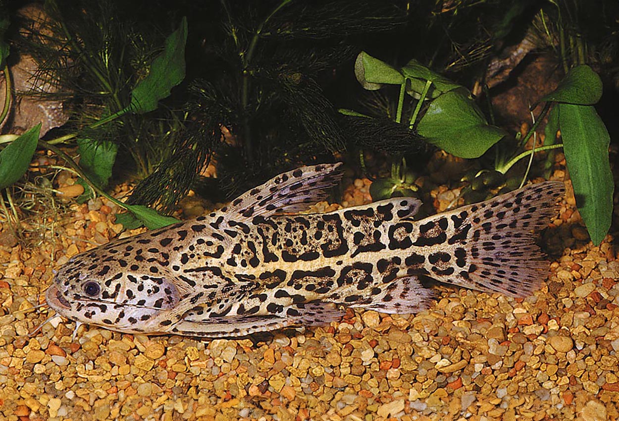 Liosomadoras oncinus
