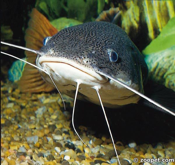 Phractocephalus hemioliopterus