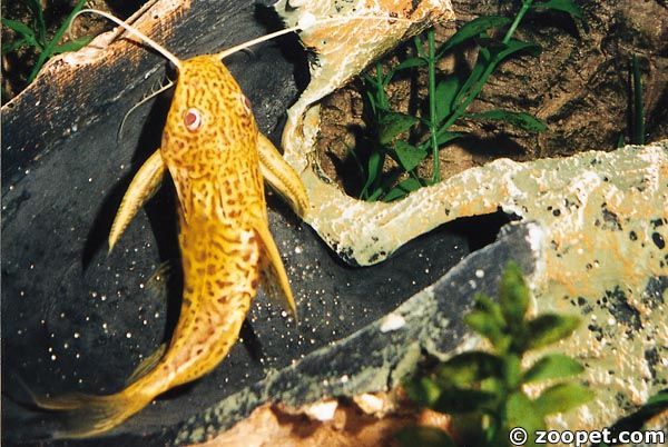 Synodontis greshoffi (albino)