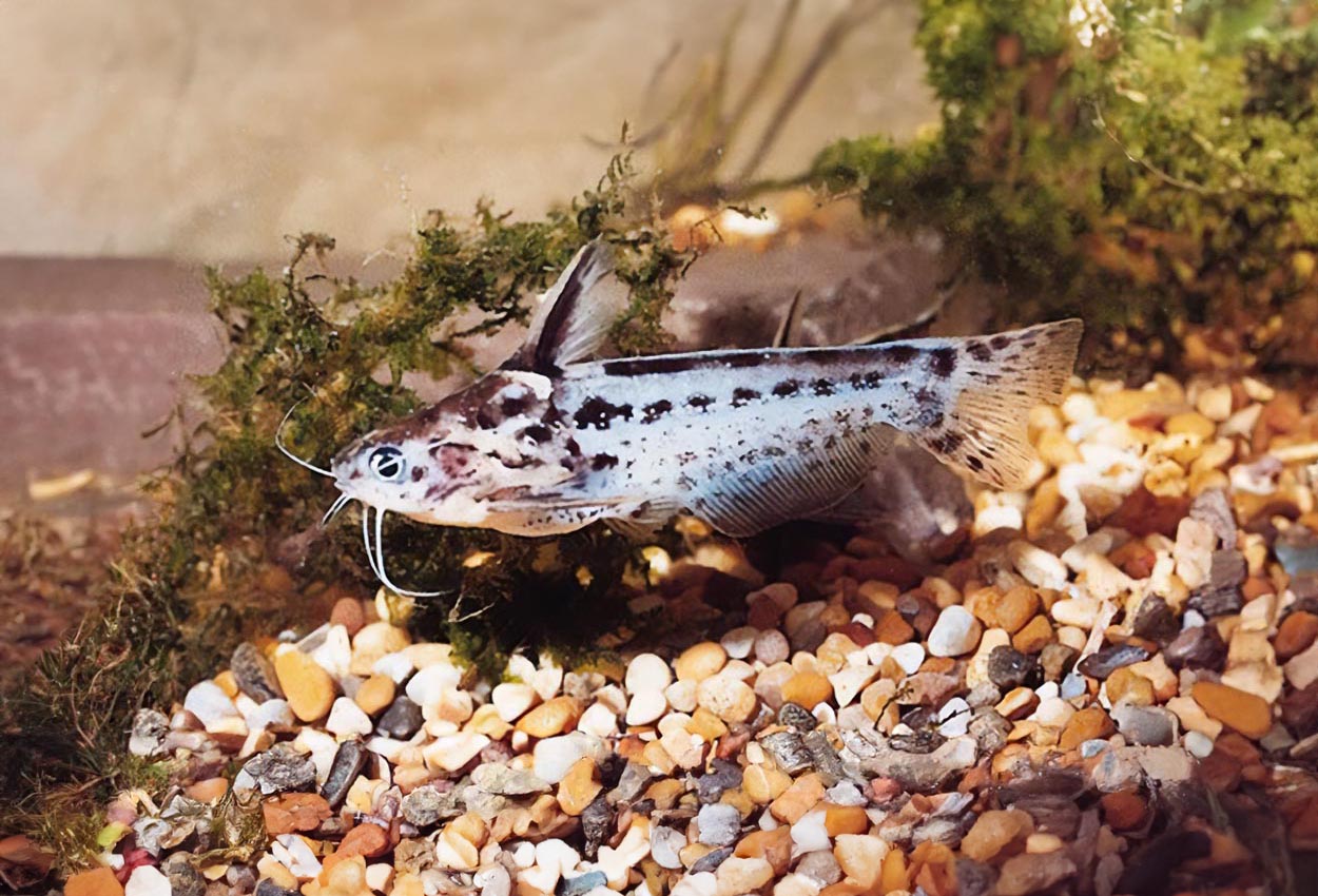 Trachelyichthys exillis, Peru (hane)