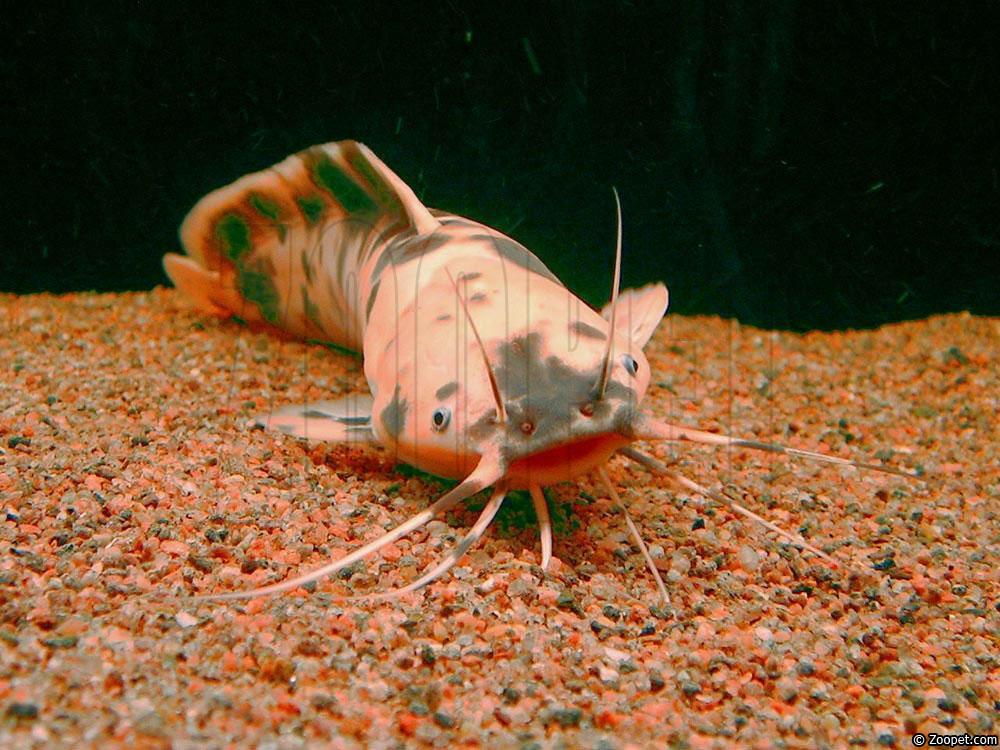 Clarias batrachus