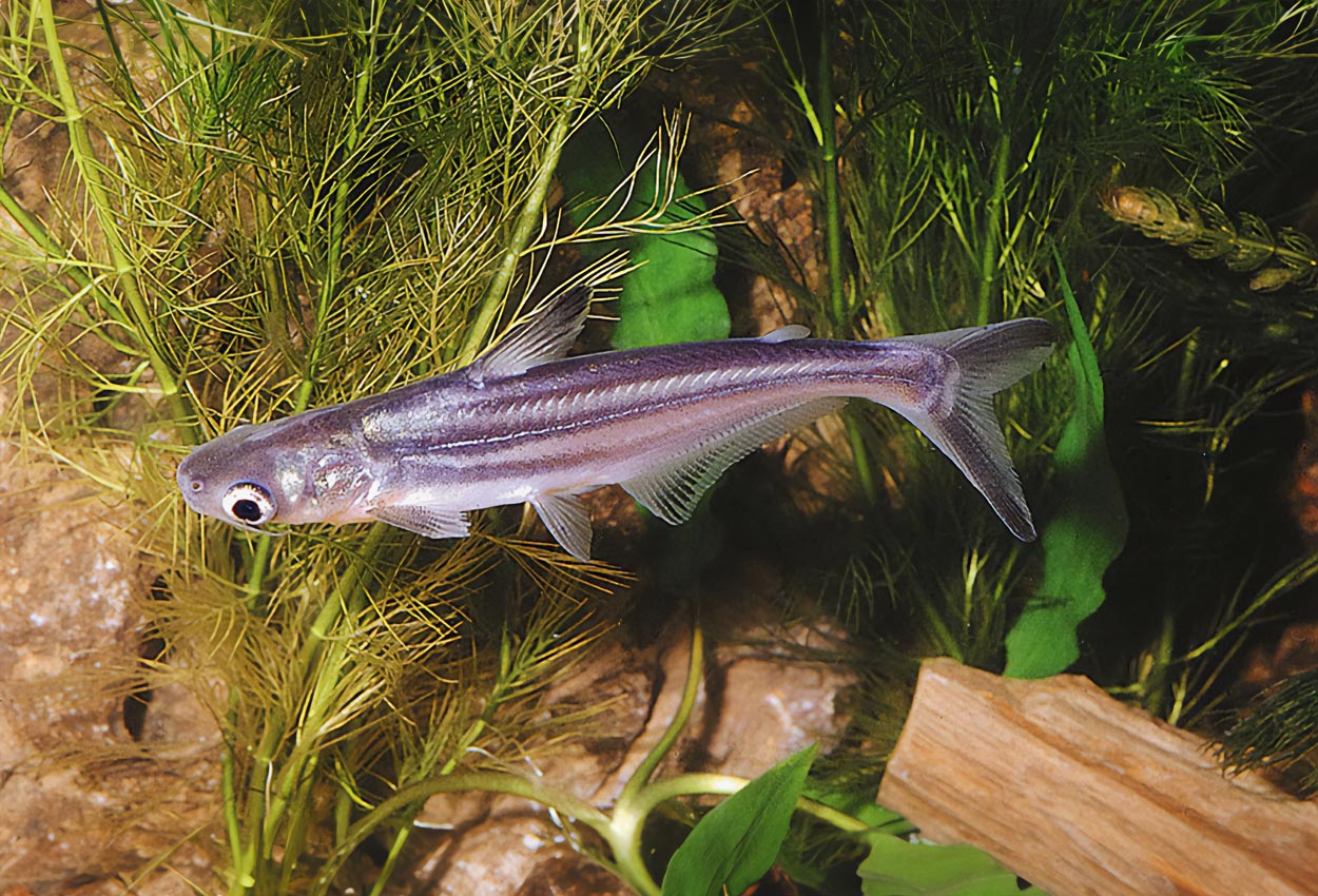 Pangasius hypophthalmus
