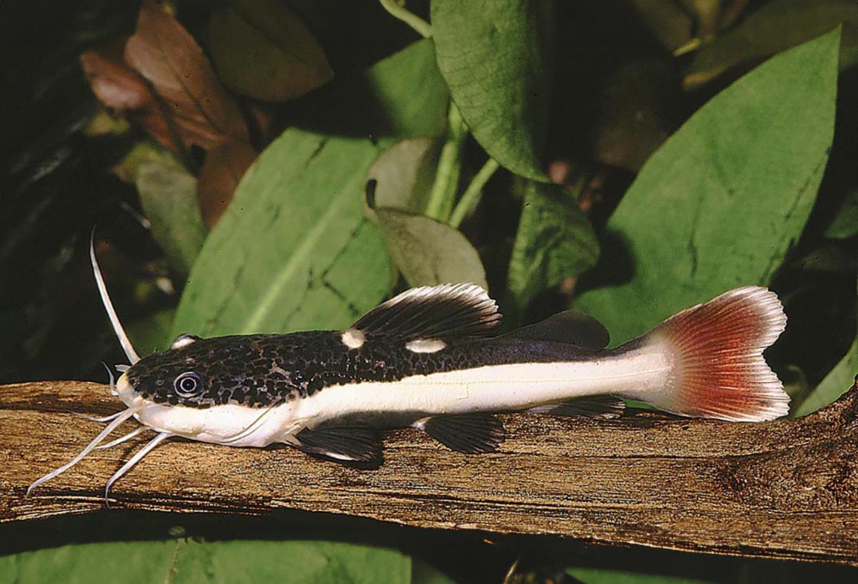Phractocephalus hemioliopterus (ungfisk)