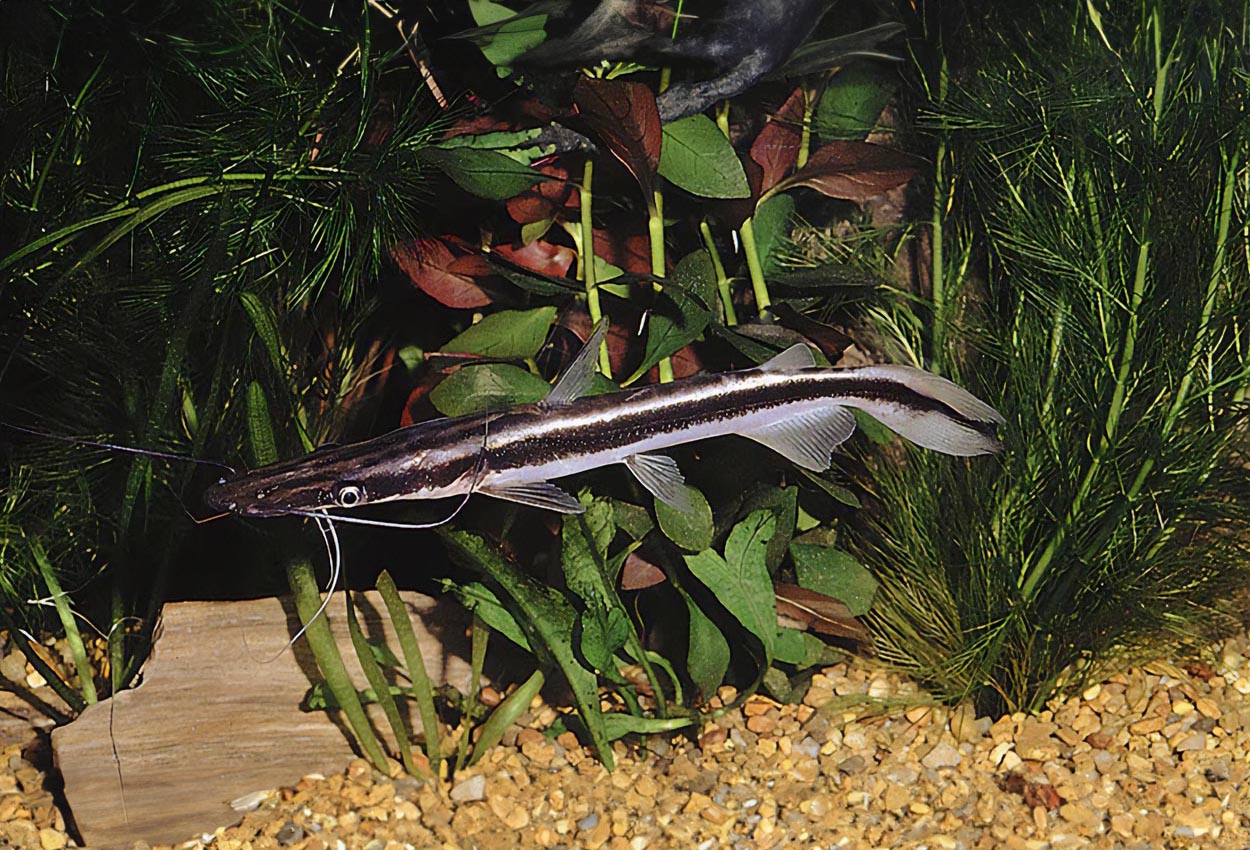 Sorubim lima