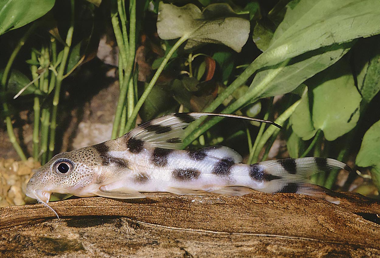 Synodontis decorus