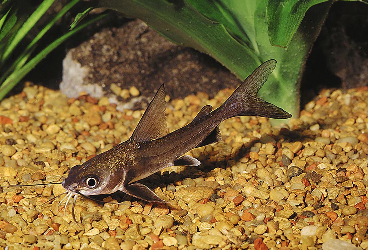 Ariopsis seemanni