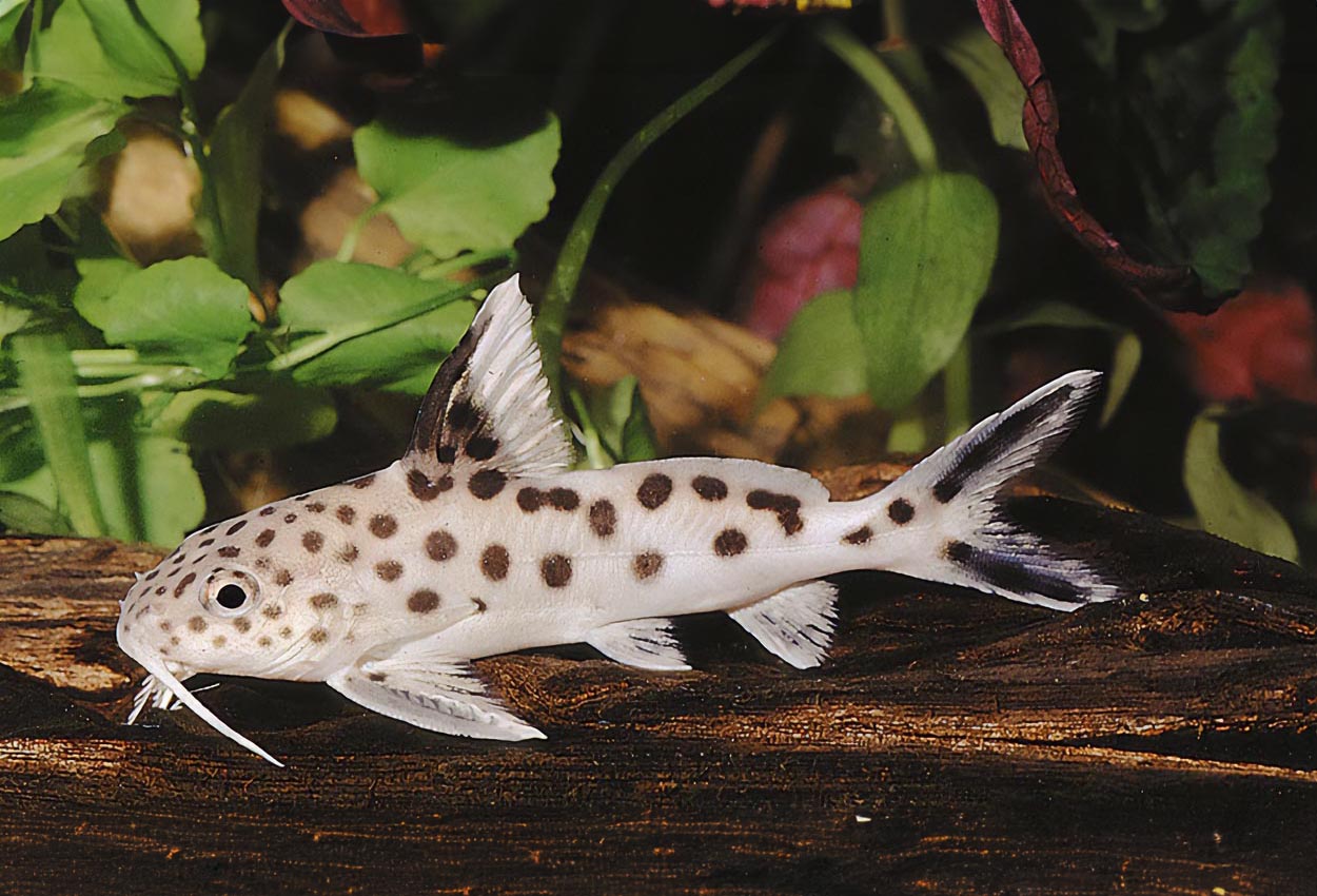 Synodontis multipunctatus, Tanganyikasjön