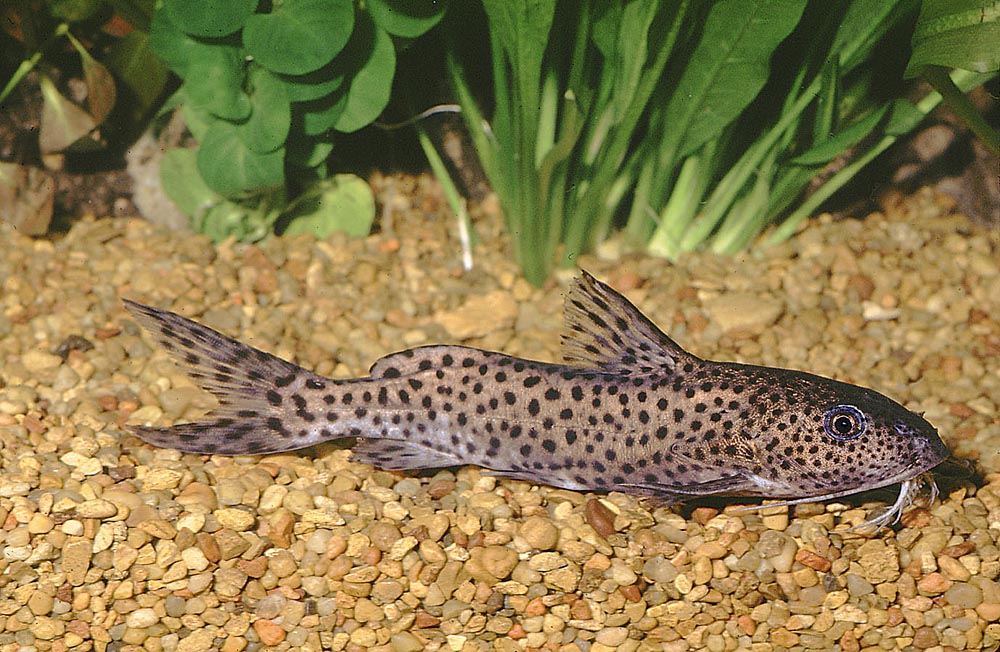 Synodontis njassae
